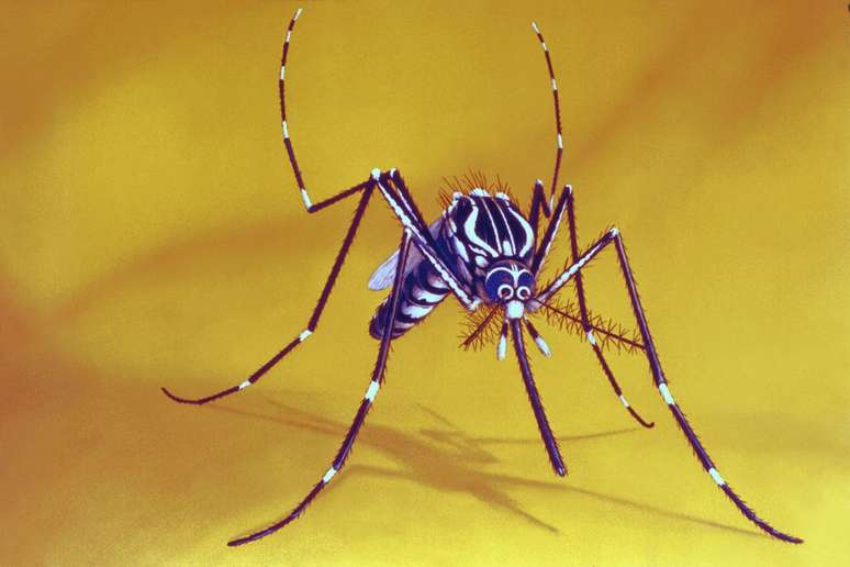 Untuk mengetahui cara mengidentifikasi nyamuk demam berdarah, ada baiknya memeriksa garis-garis pada tubuh (Gambar: CDC/Harry D. Pratt)