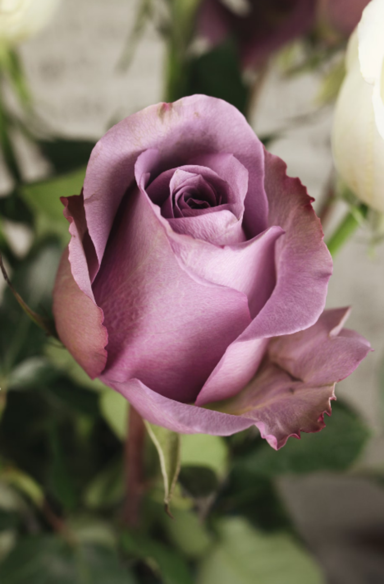 6. Realiza, encanto e magia estão associados à rosa violeta – Foto: Unsplash