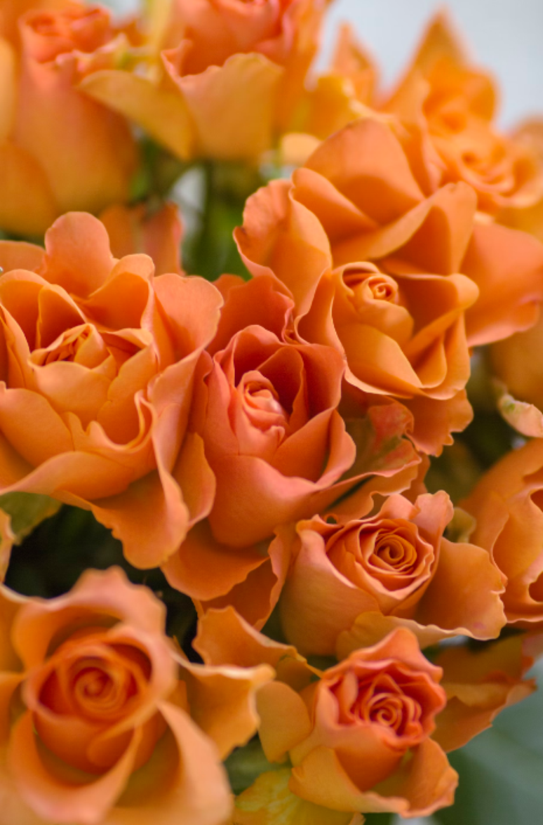 7. Rosas laranjas sinalizam atração e interesse romântico – Foto: Unsplash