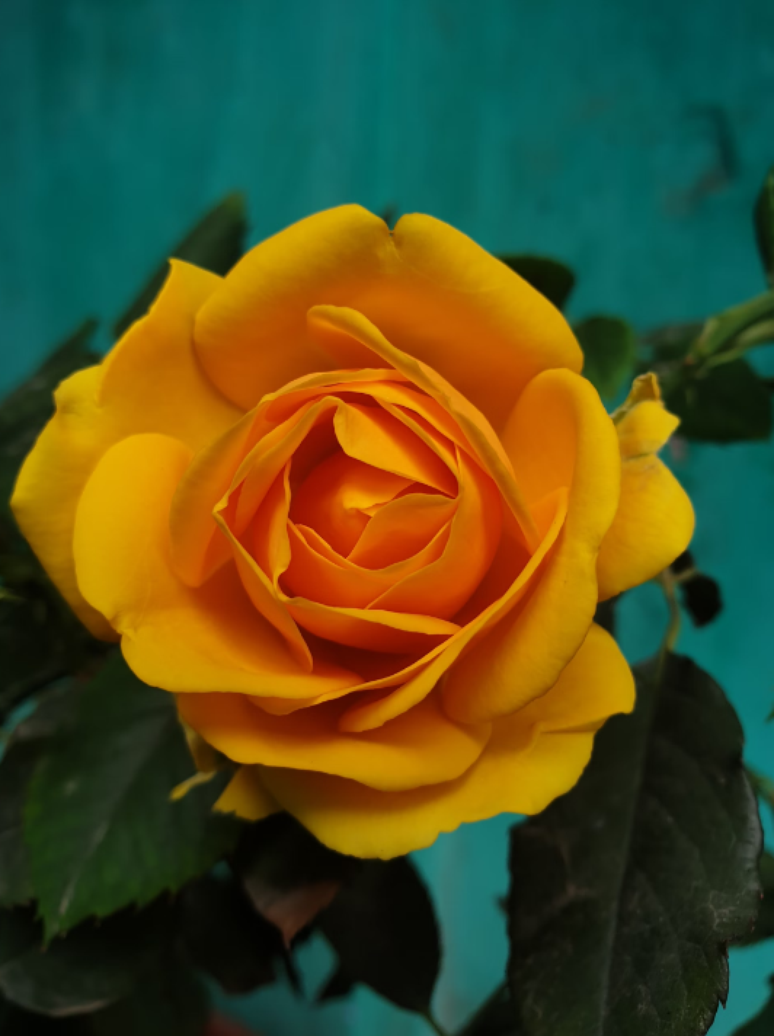 2. Rosa amarela é perfeita para presentear amigos – Foto: Unsplash