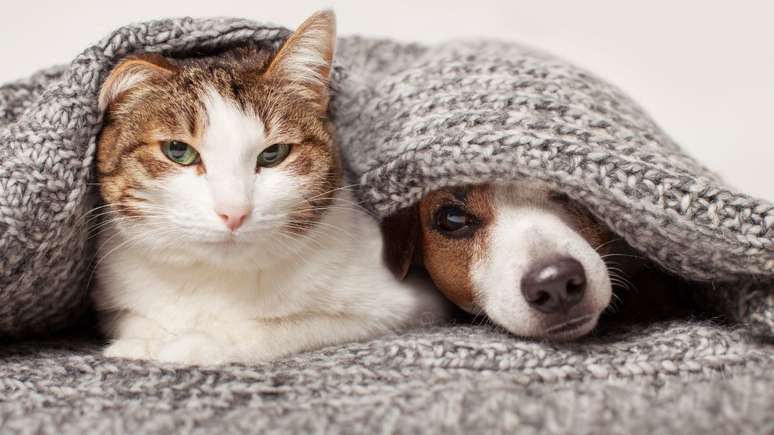 5 cuidados com os pets no frio que você não pode deixar de ter