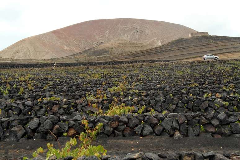 Produção de vinho em Lanzarote 