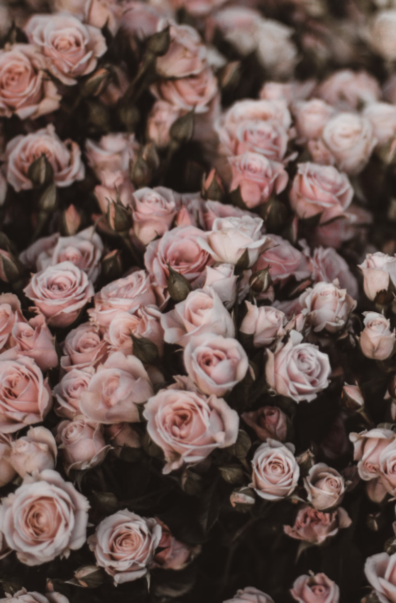 5. Rosa cor de rosa pode ser usada para presentear amigos, familiares e aquele grande amor – Foto: Unsplash
