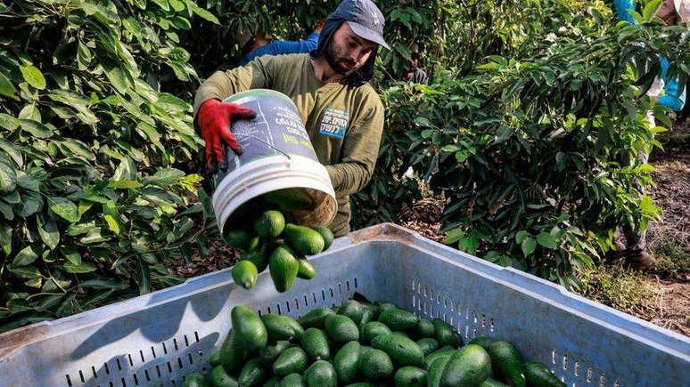 Israeli agriculture is another part of the economy hit hard by the war Israeli agriculture is another part of the economy hit hard by the war