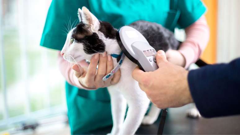 Microchip ajuda a identificar o animal de estimação