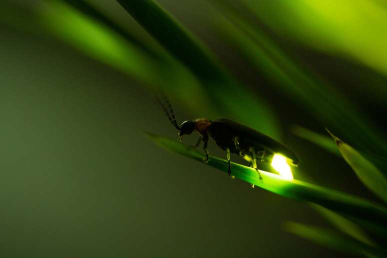 Vaga-lume emitindo seu brilho na natureza. 