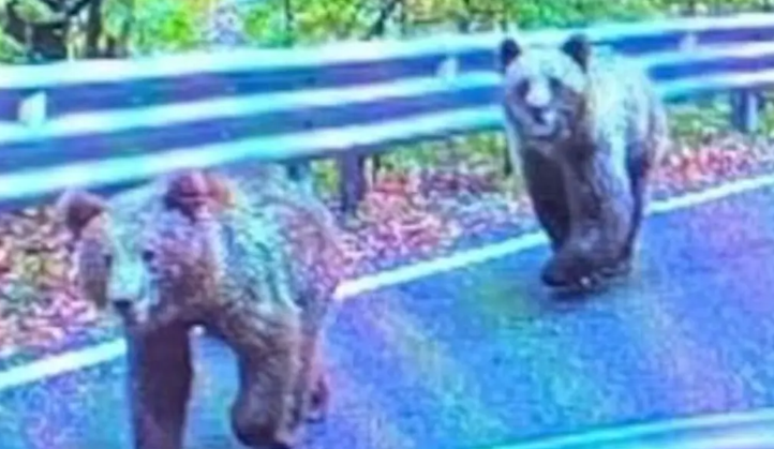 Turista é atacada por urso após parar na beira de uma estrada para tirar foto na Romênia