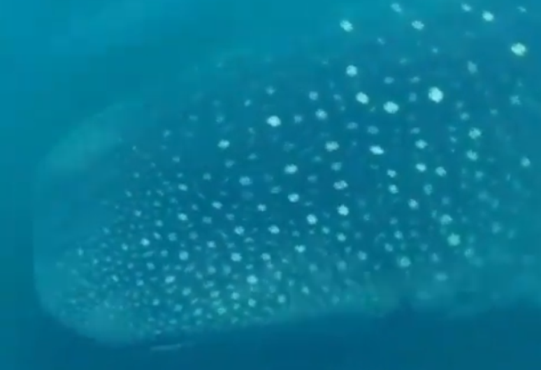 Tubarão baleia é avistado em praia do Rio e cativa banhistas