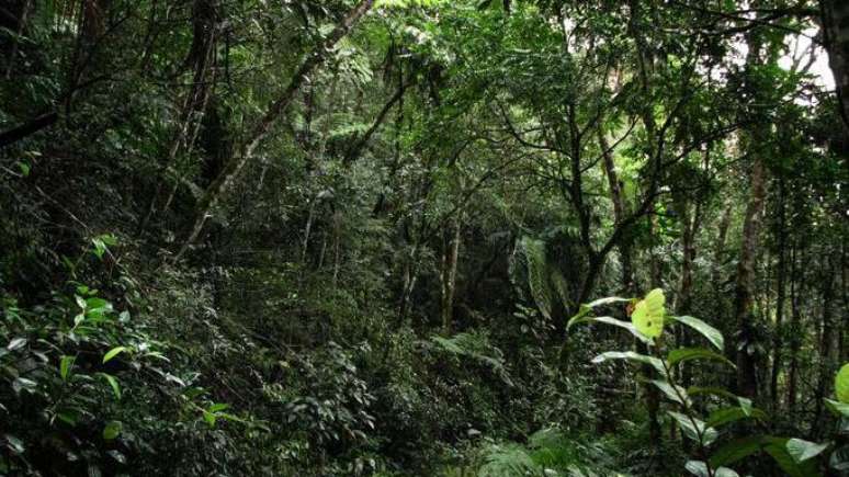 Andar numa floresta tropical deixou Darwin deslumbrado