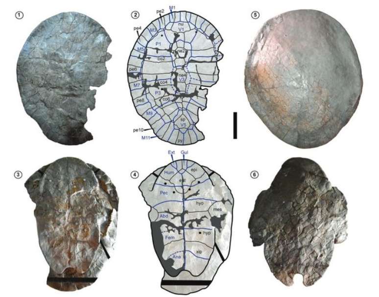 Com 57 milhões de anos, fósseis de tartarugas gigantes indicam áreas submersas na América Latina (Imagem: Cadena et al., 2024/PeAPA)