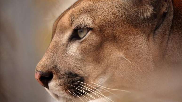 Onça parda foi afetada por parque eólico no Boqueirão da Onça, na Bahia