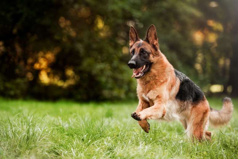 Stops during travel are important for animals to recharge their energy. Stops during travel are important for animals to recharge their energy.