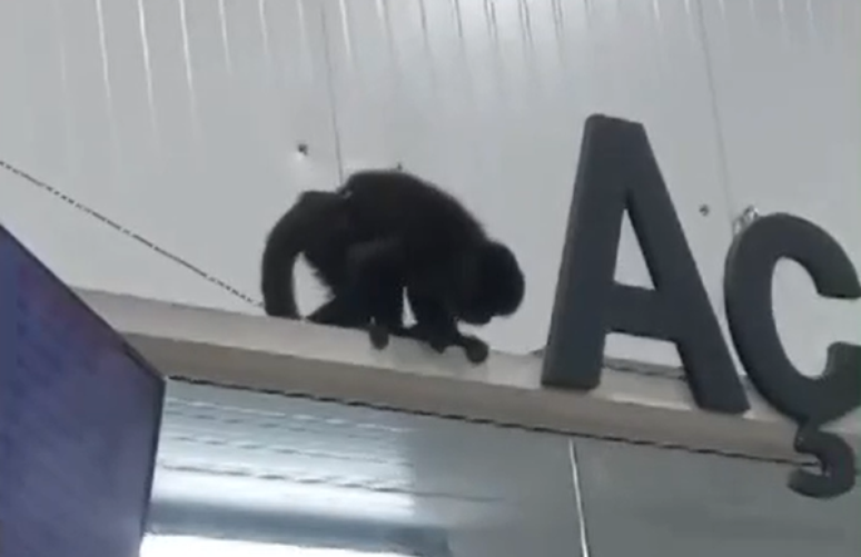 Macaco conhecido como 'Chico' provoca 'caos' em supermercado em SC