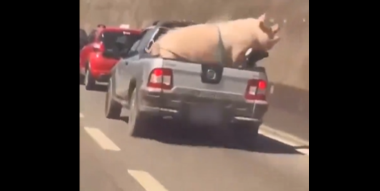Motorista transporta porco amarrado em caçamba de carro em rodovia paulista 