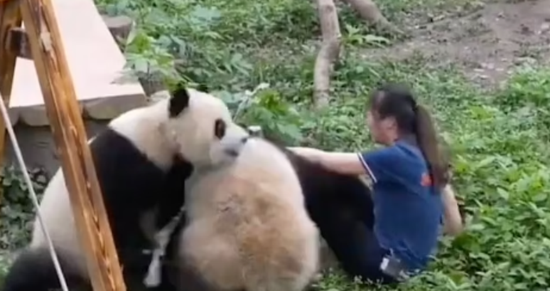 Pandas atacam uma cuidadora na frente de visitantes em zoológico na China