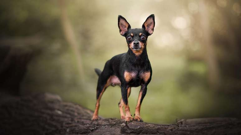 Adestrador cita o pinscher como uma ra&ccedil;a que morde bastante &mdash; mas os ataques acabam n&atilde;o se tornando t&atilde;o graves por conta do tamanho dele