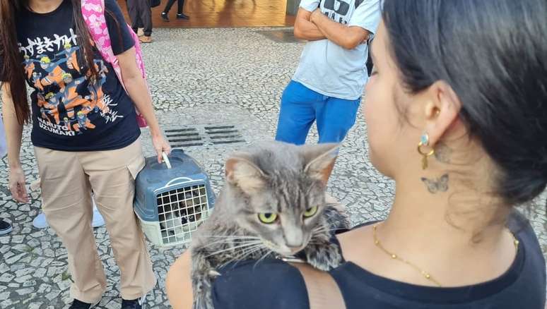 Gato que pulou de janela sobreviveu 