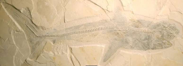 Uno de los fósiles articulados encontrados en México, que permitió a los paleontólogos estudiar la especie (Imagen: Vullo et al./Ciencias Biológicas)