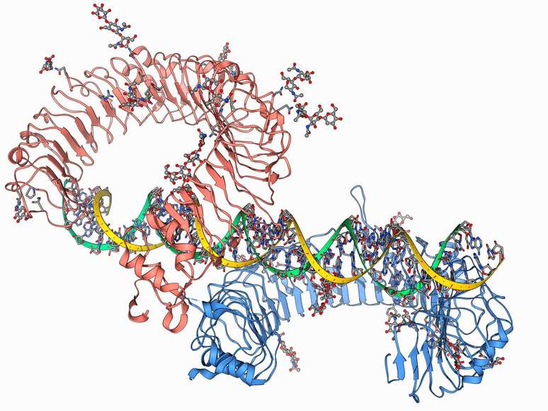 Embora a existência de genes receptores do tipo Toll já fosse conhecida, foi o trabalho de Lemaitre e seus colegas que encontraram relação com o sistema imunológico