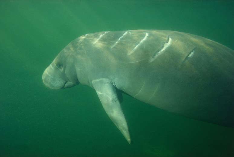 É possível observar cicatrizes em mais de 90% dos peixes-boi da Flórida. Elas são causadas por colisões com barcos