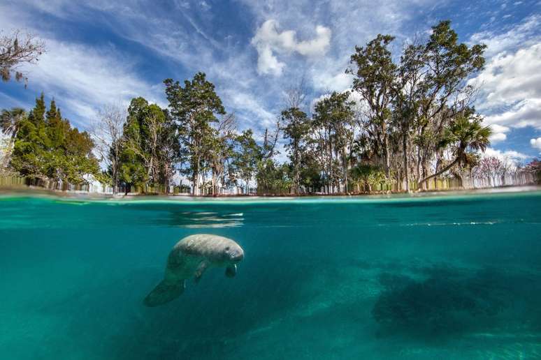 Os peixes-boi não conseguem sobreviver em águas abaixo de 20°C. Por isso, eles se reúnem em fontes de água quente para atravessar o inverno