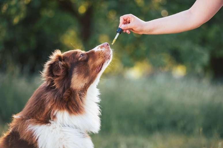 Os suplementos alimentares favorecem a saúde dos animais de estimação