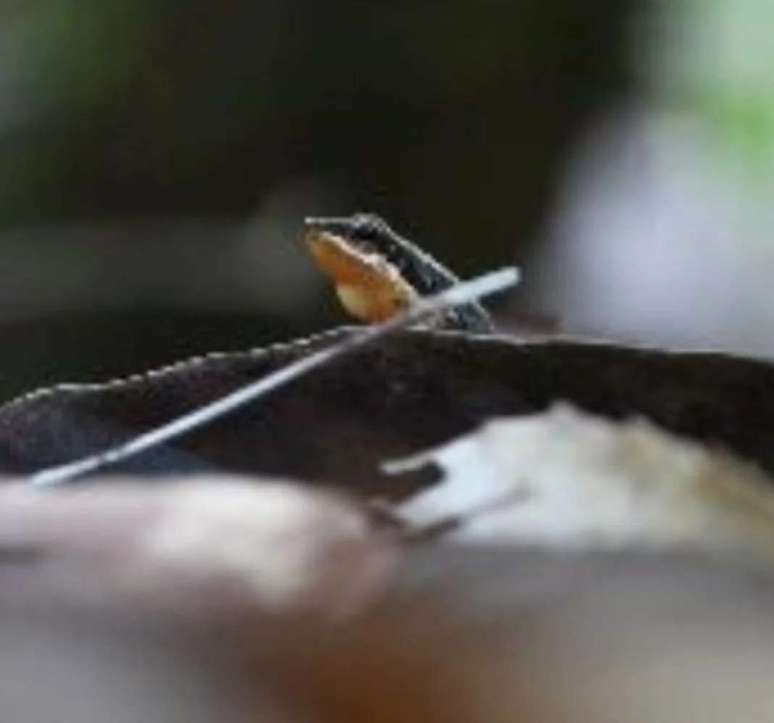 O sapo foguetinho tem esse nome popular por ser uma espécie arisca, que foge rápido quando alguém se aproxima. Ele é nativo de Goiás. E até hoje nunca foi encontrado em outro estado. Tanto que seu nome científico é alobatis goianus.
