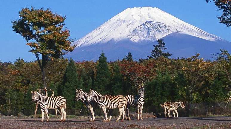 Animais selvagens, criados em liberdade, no Parque Safári de Fuji