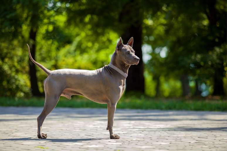 O cachorro da raça thai ridgeback tem a pelagem curta e uma pequena crista sobre o dorso 
