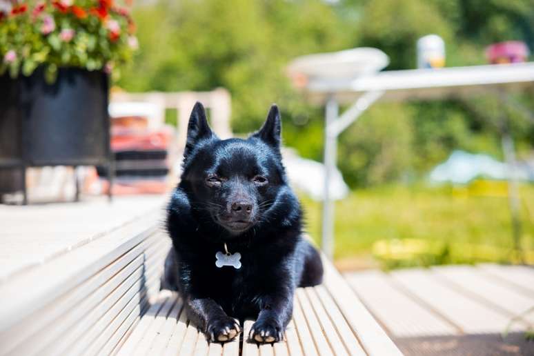 O cachorro schipperke tem a pelagem preta e parece com um lobo 