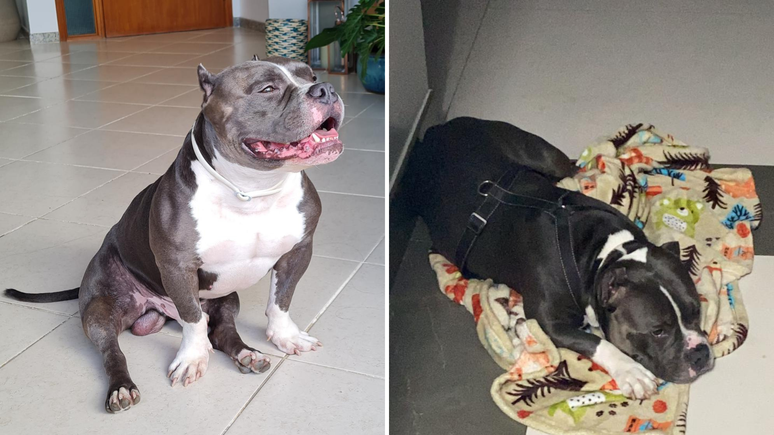Weiser, an American bully, died of asphyxiation after chewing part of the wooden box in which he was transported