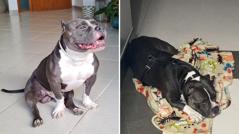 Weiser, um american bully, morreu por asfixia após roer parte da caixa de madeira em que era transportado