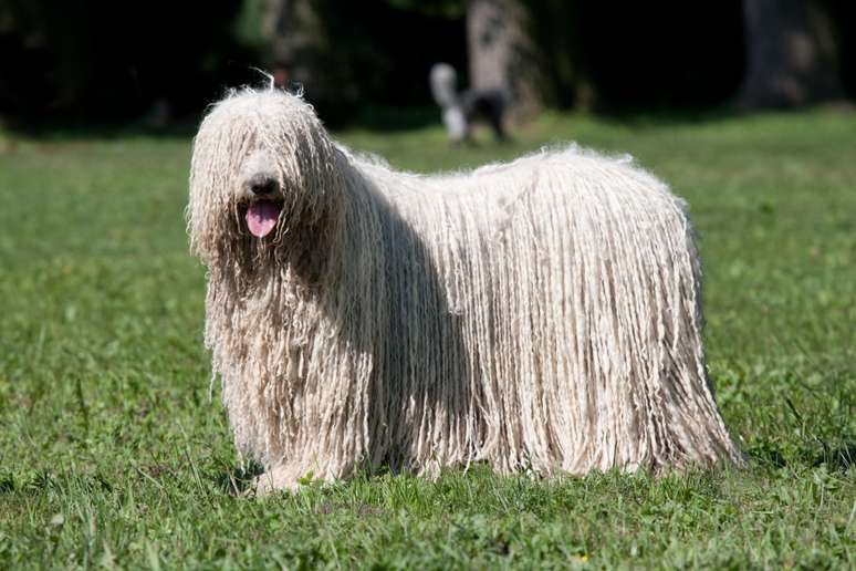 O komondor tem a pelagem densa e enrolada 