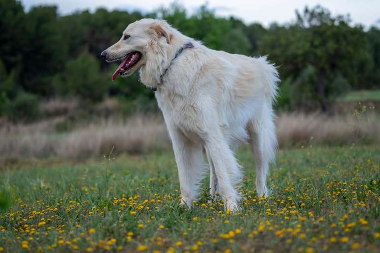 O cão de montanha dos Pirineus tem pelagem longa e lisa 