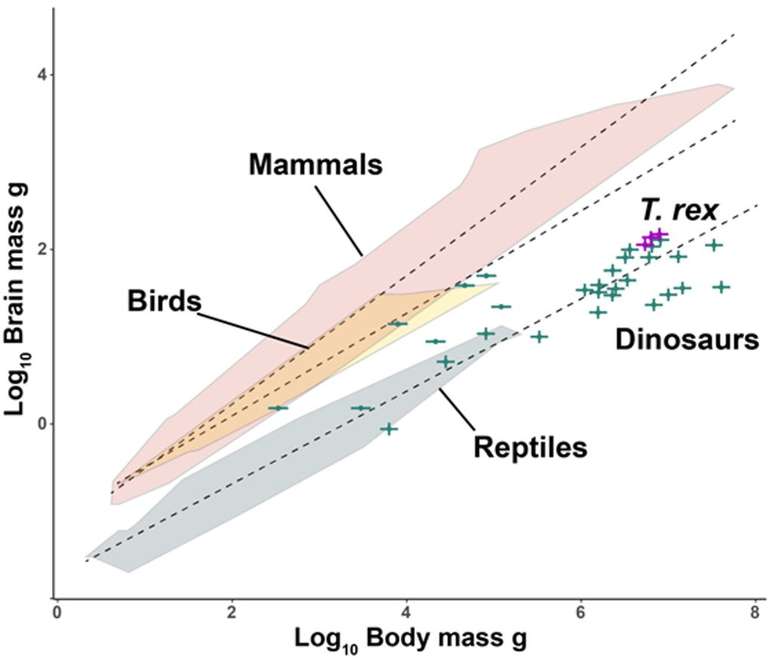 Em gráfico, a diferença na relação entre massa corporal e tamanho do cérebro — nos T. rex, ela seria mais parecida com a de répteis (Imagem: University of Bristol)