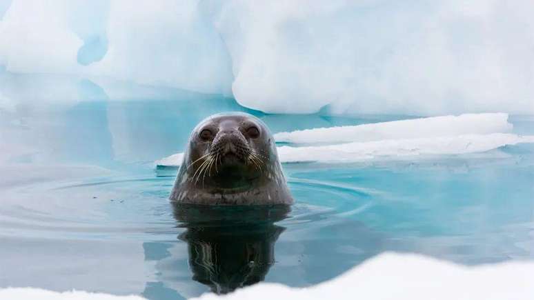 A visão dos animais pode ser prejudicada pelos raios UV, acreditam os pesquisadores