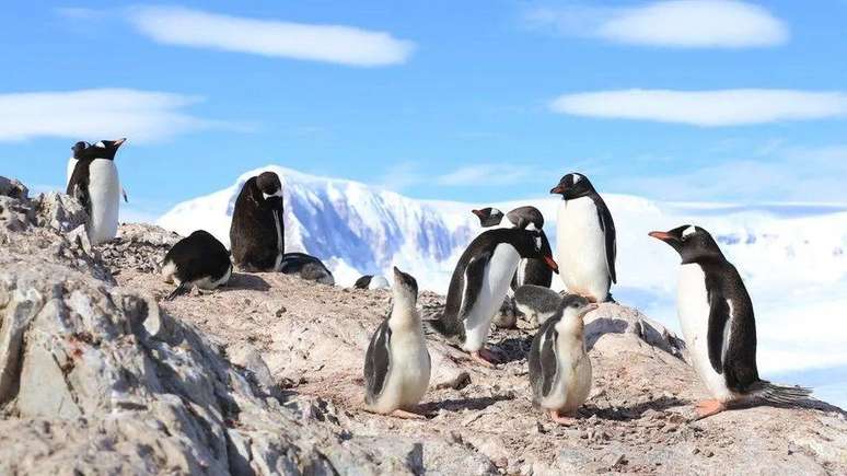 Os animais ficam mais vulneráveis ​​aos raios prejudiciais do Sol durante o verão na Antártida