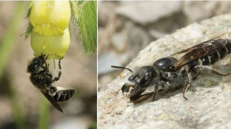 Uma nova abelha osmiína com uma espetacular disjunção geográfica