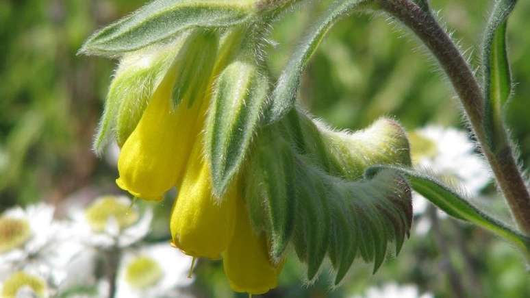 Onosma rigida