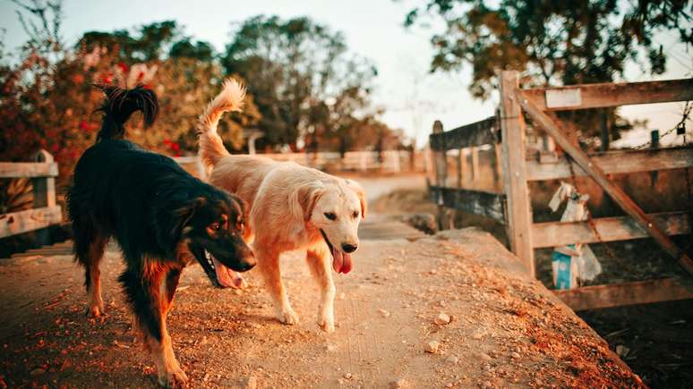 Pesquisadores começam a testar medicamento da longevidade em cães