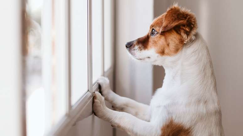 Ansiedade de separação afeta a saúde de cães