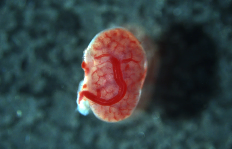Tecido renal em transplante entre fetos (Imagem: Morimoto et al, 2024/Nature)