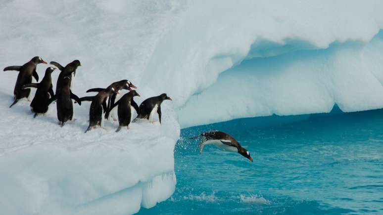 Pinguins têm alta taxa de mortalidade em filhotes, revela estudo