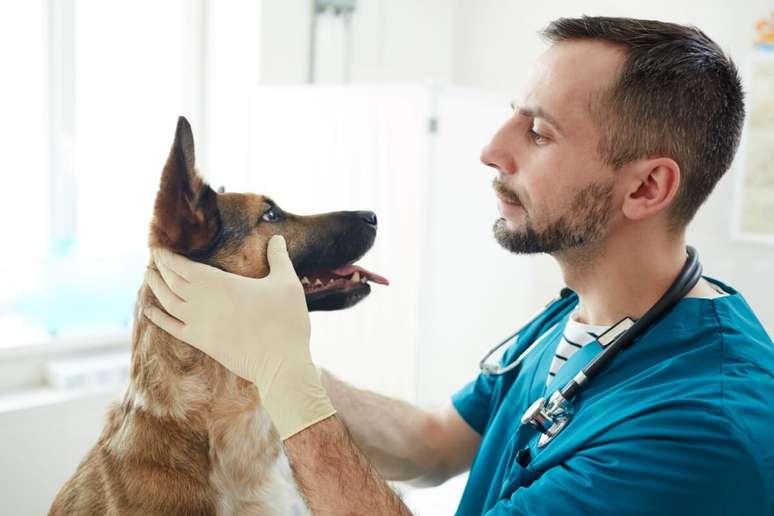 Características físicas do cachorro ajudam o veterinário a identificar o tamanho que ele ficará 