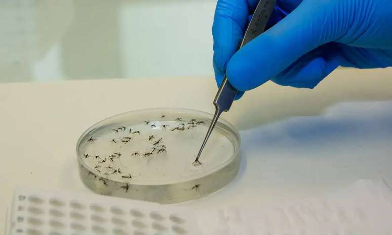 O chamado método Wolbachia consiste em inserir a bactéria em ovos do mosquito em laboratório e criar Aedes aegypti que portam o microrganismo