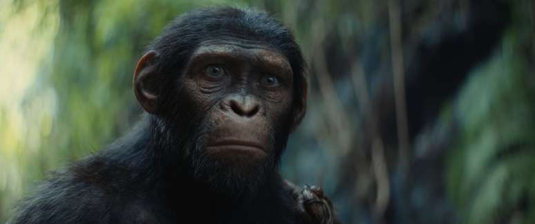 Young Noa adalah karakter utama dalam Planet of the Apes: Reign (Gambar: 20th Century Studios)