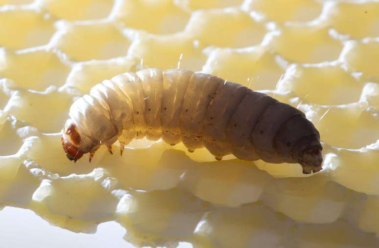 A saliva desta larva pode vir a ser um aliado importante na decomposição do plástico