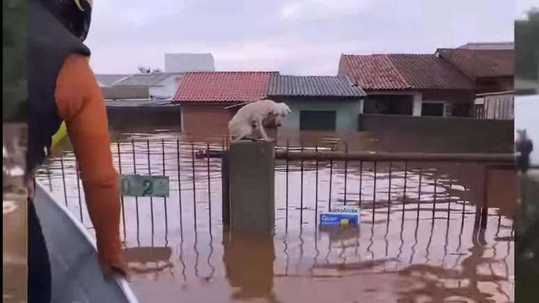 Equipes do poder público e de voluntários resgataram ao menos 3,5 mil animais ilhados pelas chuvas no RS