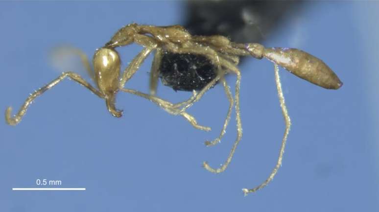 Pesquisadores descobriram na Austrália uma nova espécie de formiga que eles classificaram como "fantasmagórica" por causa do hábito de caçar à noite. Ela é da classe Leptanilla, que possui um ferrão forte, capaz de imobilizar presas grandes, como centopeias. As formigas estavam no subsolo de Pilbara, região árida no noroeste do país.