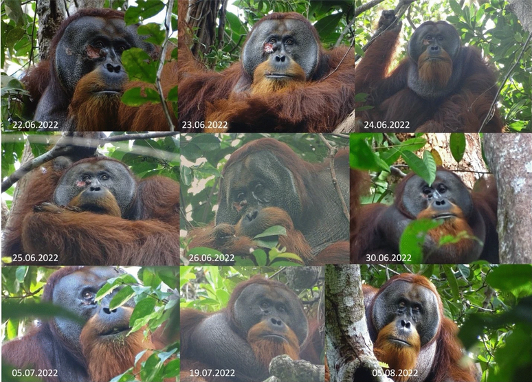 Orangotango chamado Rakus cura a própria ferida com planta medicinal (Imagem: Laumer et al, 2024/Scientific Reports)